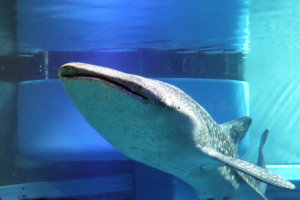 Osaka Aquarium Kaiyukan